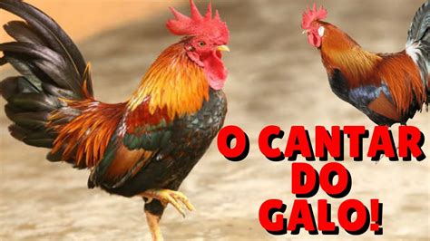 Ouça o som de uma galo cantando